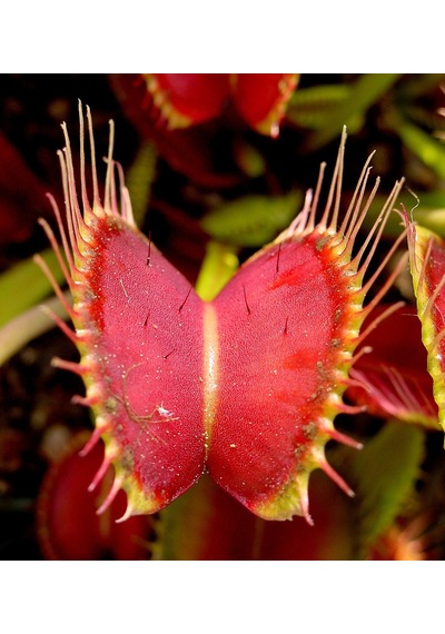 Venus Fly Trap Tohumu Ekim Seti 5 Tohum Venüs Fly Trap Etobur