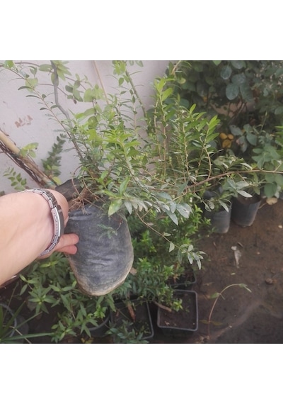 Yaban Mersini Fidanı. Siyah Murt Hambelesi Tüplü 30-40 Cm Boyunda