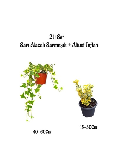 Sarı Alacalı Hedera Helix Duvar Sarmaşığı+ Altuni Taflan 2'li Set Bahçe Bitkisi