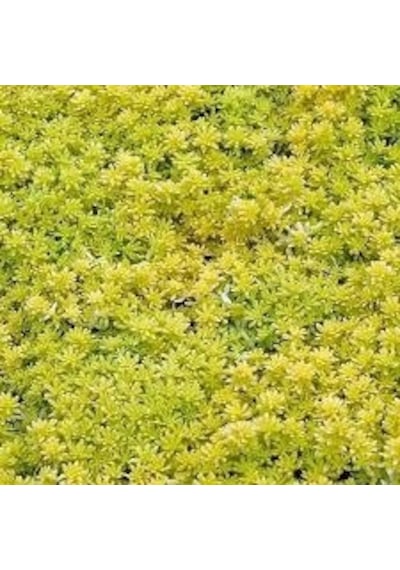 Sarı Sedum 180 Adet - Yer Örtücü Çok Yıllık Bitki