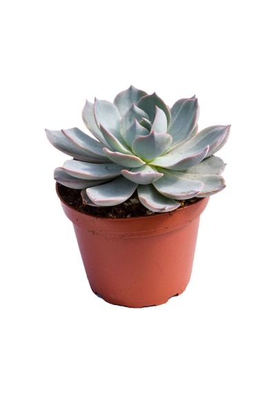 Echeveria Morning Beauty - 20 Adet Sukulent