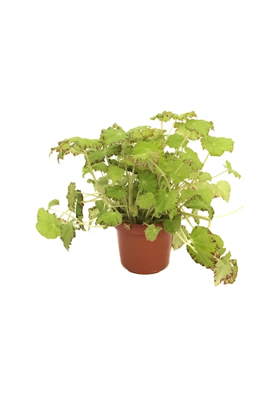 Begonia Rex 'Lima Love' (Begonya Çiçeği) Ø12 CM Y25-30 CM