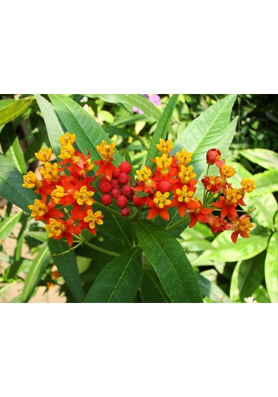 30+ Asclepias CrussavicaKelebek Çiçeği Tohumu N112154