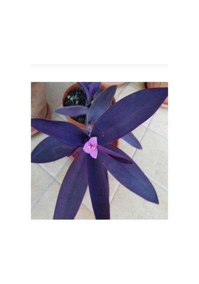 Telgraf Çiçeği Fidanı Tradescantia Purple Passion 10-20 Cm