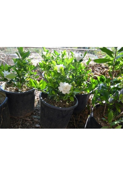 Videolu 1 Adet Ofis Hediyesi Mis Kokulu Gardenya Çiçeği 20-40 Cm Saksılı Iç Mekan Gardenia