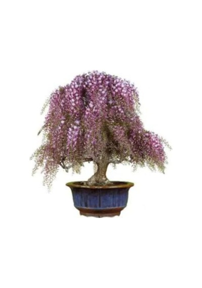 Nadir Ithal Kıbrıs Akasya Bonzai Ağacı Tohumu 5 Tohum Bonsai Tohumu