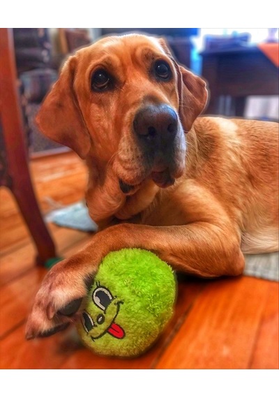 Havhav Haşarı Yeşil Elma Peluş Köpek Oyuncağı