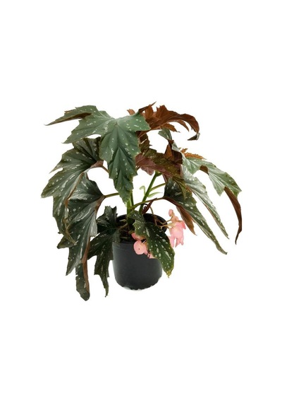 Pembe Çiçekli Çilli Begonya Çiçeği 1 Adet Saksılı 30-40cm