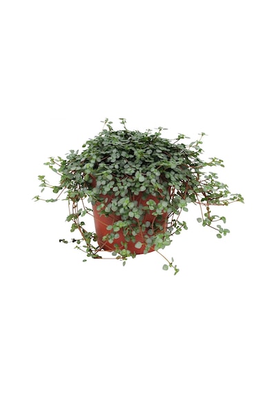 Pilea Glauca 2 Adet - Dostluk Çiçeği 6167