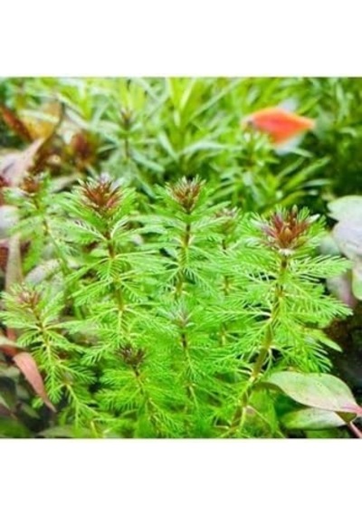 Myriophyllum Proserpinacoides Saksı Canlı Bitki Tr-949148