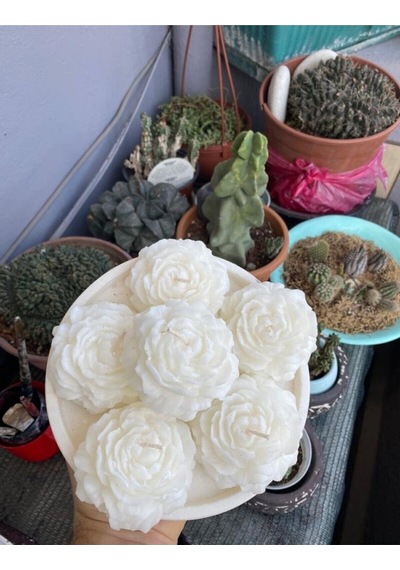 Bernami Mum Pinterest Şakayik Kokulu Mum Beyaz Renk - 2 Adet Diğer