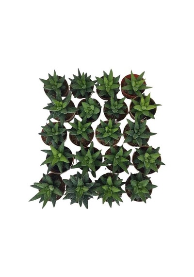 Sukulent Haworthia Pumila x 20 ad