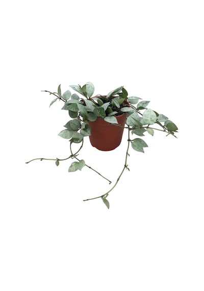 Hoya Krohniana 'Eskimo' (Mum Çiçeği) Ø12 CM Y20-25 CM