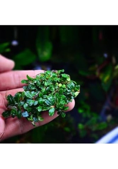 Bucephalandra Mini Coin Saksı Canlı Bitki