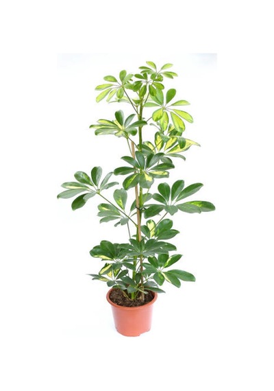 Videolu Çift Dal Şeflera 60 80 Cm 1 Adet Saksılı Iç Mekan Biitkiisi Schefflera