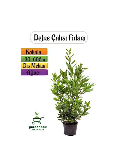 Kokulu Defne Fidanı 1 Adet Saksılı Dış Mekan Ağaç