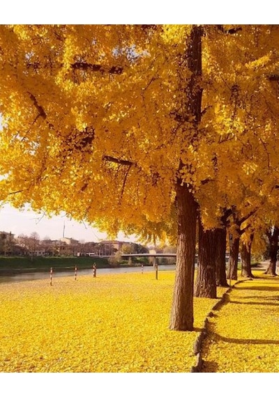 2 Adet Mabet Ağacı Ginkgo Biloba : Peyzaj, Fidan Ve Bahçe