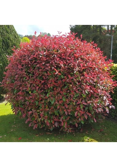 Tüplü Photinia Red Alev Çalısı Fidanı