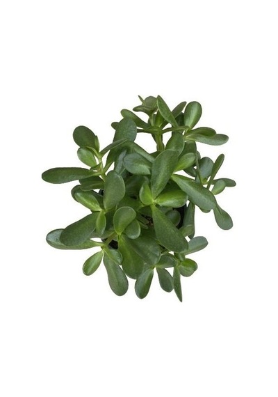 Crassula Ovata Para Çiçeği Bitkisi Fidanı 10-20 Cm