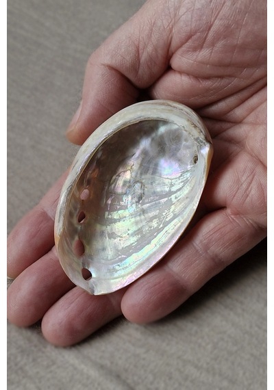 Orta Boy Abalone Shell Renkli Istiridye Kabuğu 116-2