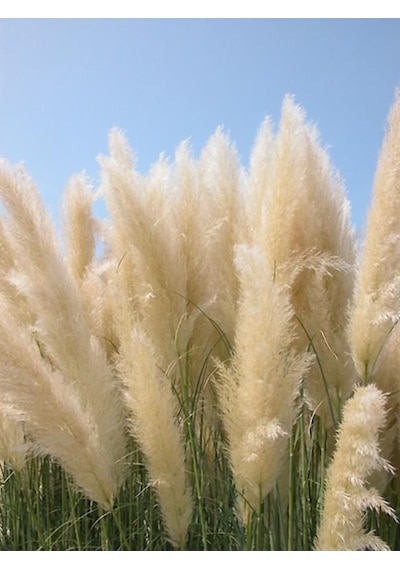 Bahçevilya Stipa Pampas Otu 1-2 Yaş Arası Saksılı 40 Santim Boy