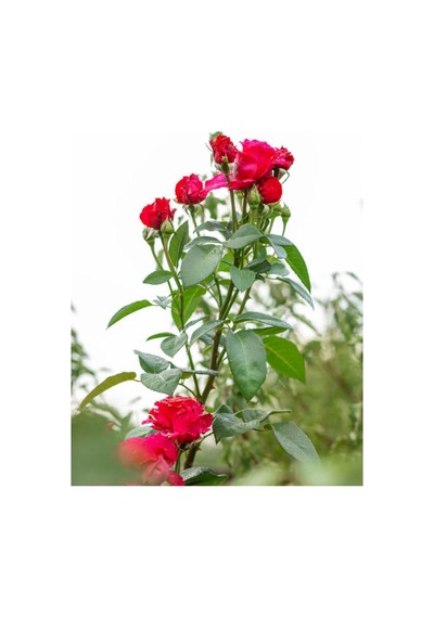 Yediveren Kırmızı Beyaz Lila Çeşitli 25 60 Cm Tüplü Aşılı Gül Fideleri Red LWhite Rose