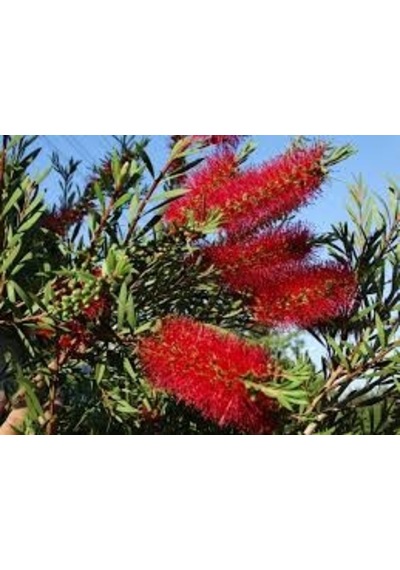 Fırça Çalısı Callistemon Leavis