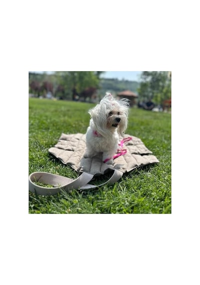3.1 Phillip Lim Kedi Köpek Taşıma Çantası, 80x70 Cm, Terletmez Keten 0233 Orangeblue Cat