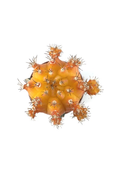 Gymnocalycium Mihanovichii 'Orange' (Kaktüs) Ø5,5 CM Y0-10 CM