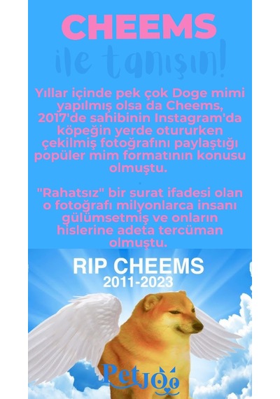 Petjoo 18.Cheems Mavi-Pembe Qr'lı Köpek Künyesi