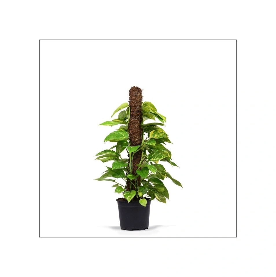 Pothos Salon Sarmaşığı Fidanı 10-20 Cm