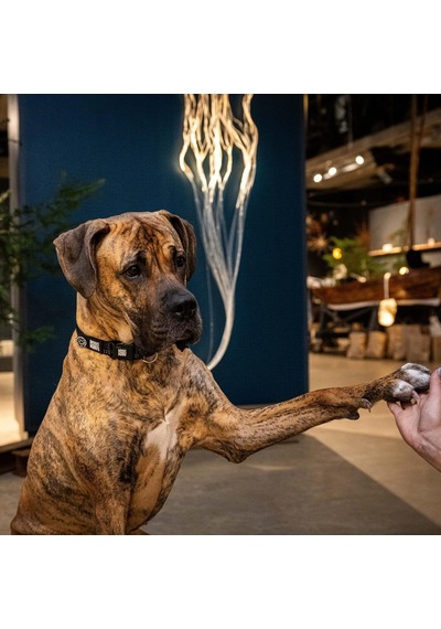 Matrix 2.0 Akıllı Künyeli Köpek Boyun Tasması Güvenli Ve Konforlu Tasma Siyah, Xs