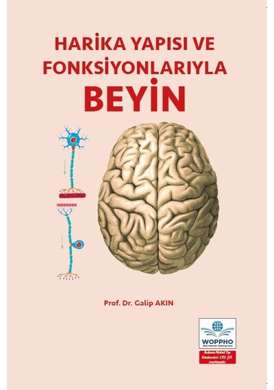 Harika Yapısı Ve Fonksiyonlarıyla Beyin