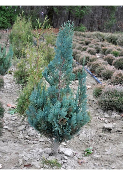 Videolu Mavi Servi Leylandi 1 Adet Saksılı/tüplü 30-60 Cm Cupressocyparis Leylandii