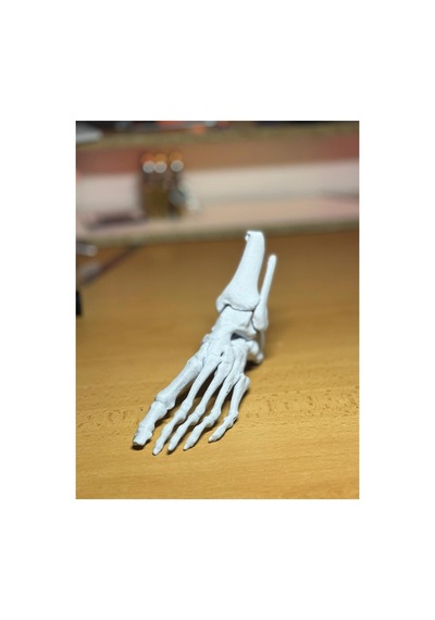 Anatomik İnsan Ayak Kemiği Modeli - Gerçek Mrı Taraması 3d Baskı
