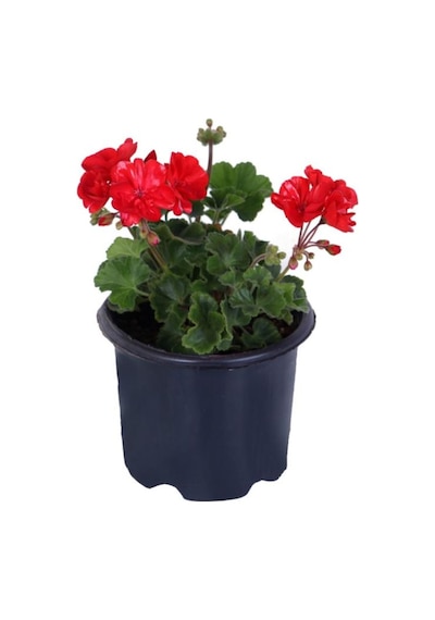 Sardunya Çiçeği Saksı'da - Pelargonium - Kırmızı Renk 10-20 Cm