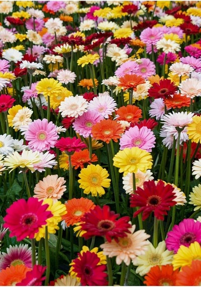 Tohum Dünyam Karışık Renkli Gerbera Çiçeği Tohumu Diğer