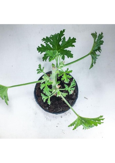 Pelargonium Graveolens - Itır Bitkisi Mis Kokulu 8.5 Cm Saksıda