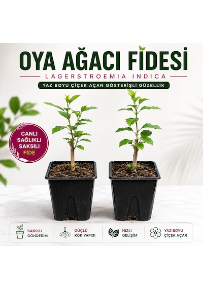 Oya Ağacı Fidesi Lagerstroemia Indica Saksılı Canlı Fide 25-40 Cm Yaz Boyu Çiçekli 1