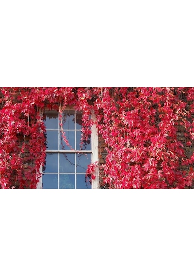 Amerikan Sarmaşığı Parthenocissus Quinquefolia