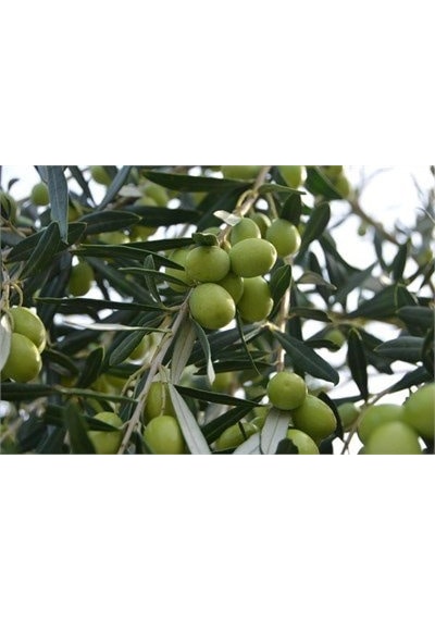 Fidan & Peyzaj - Gemlik Zeytin Fidanı 4 Yaş