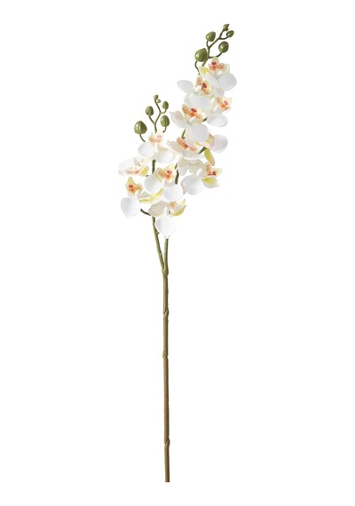 Delphıra Dal Çiçek Beyaz 62 Cm Diğer