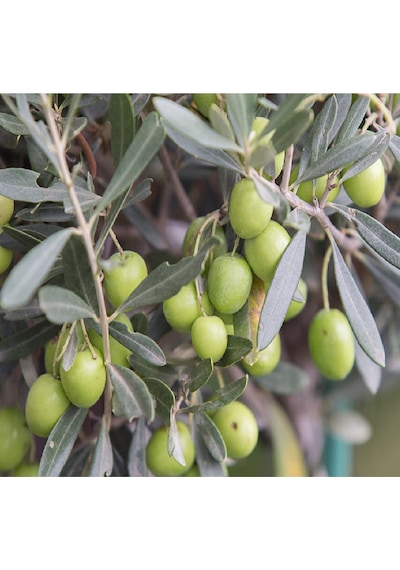 9 Adet Aşılı Gemlik Trilye Zeytin Fidanı 2 Yaş