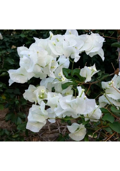 Serada Decor Plant Begonvil Sarmaşığı Beyaz Bougainvillea Alexandra