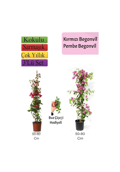 Kırmızı+ Pembe Begonvil+ Buz Çiçeği Hediyeli