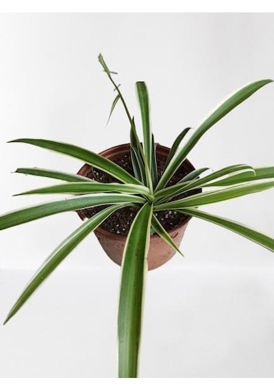 Kurdele Çiçeği Chlorophytum Kurdale