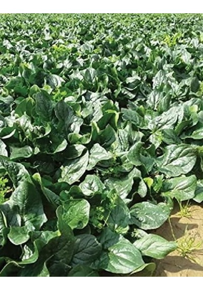 Agrodal Tarım Ata Tohumu Yerli Ispanak Tohumu 500 Adet Tohum