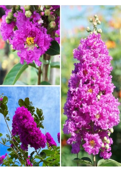 Videolu Mor Renk Oya Ağacı Fidanı 80-120 Cm Saksılı Dış Mekan Ağaçları Purple Lagerstroemia