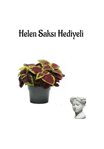 Renkli Yapraklı Yaprak Güzeli Çiçeği Sevgililer Gününe Özel Helen Saksı Hediyeli