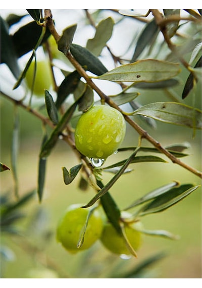 Bodur Zeytin 60 Cm 80 Cm